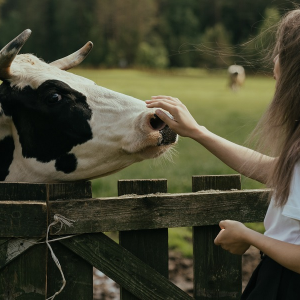 Regenjas meester Moeras Tegen een warm koeienlijf aan zitten, een koe aaien en knuffelen, een  onvergetelijke ervaring in de Provincie Noord-Brabant - 1001 Activiteiten